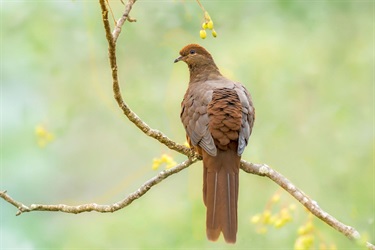Magical Moments - Brown Cuckoo Dove