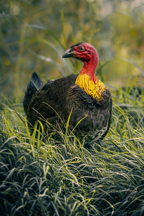 Australian brush-turkey photo by Chris Andrawes