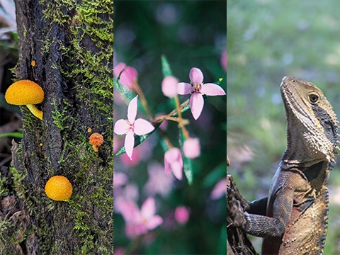 Fungi Flora and Fauna