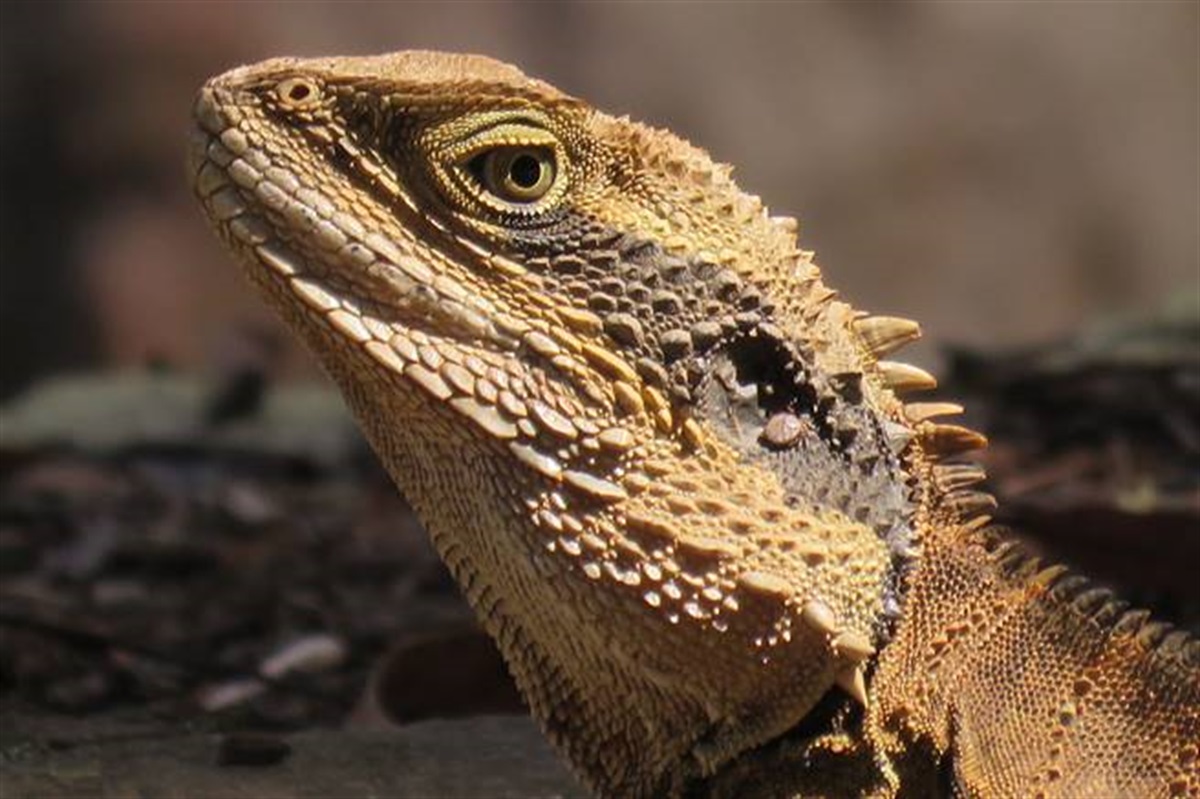 Reptiles Photo Gallery | Willoughby City Council